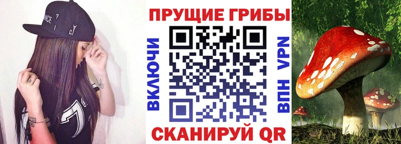 Псилоцибиновые грибы Cubensis  Купить где  Красный Сулин 